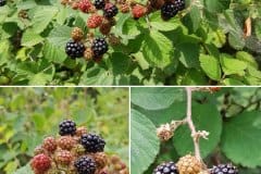 brombeeren-fruechte-reifestadien