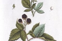 brombeeren-illustration