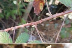 brombeeren-knospen