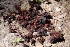 brombeeren-tierlosung