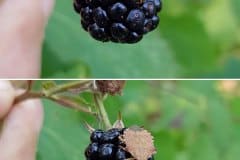 brombeeren-wanzen