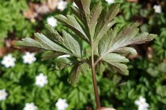 buschwindroeschen-blatt-unterseite