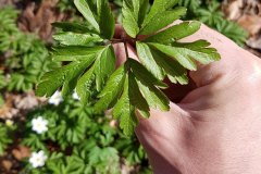 buschwindroeschen-blatt