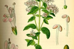 dost-oregano-illustration