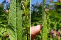 springkraut-druesiges-blatt-vorder-seiten-ansicht