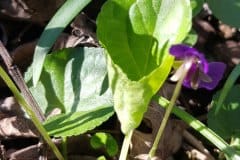 duftveilchen-blatt-jung-eingerollt