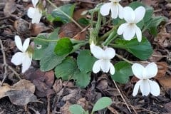 duftveilchen-blueten-weiss