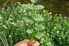 brunnenkresse-blatt