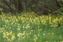 schluesselblume-echte-bestand