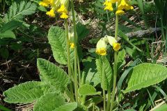 schluesselblume-echte-erscheinungsbild