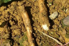 beinwell-wurzel