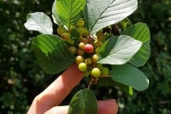 faulbaum-echter-fruchte-unreif