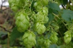 hopfen-echter-fruchtstand