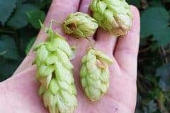 hopfen-echter-fruechte