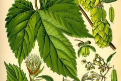 hopfen-echter-illustration