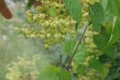 hopfen-echter-pollen