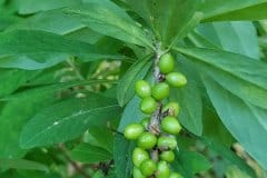 seidelbast-echter-unreife-fruechte