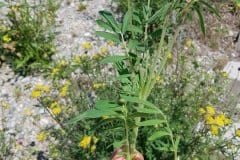 wundklee-echter-blaetter-stiel