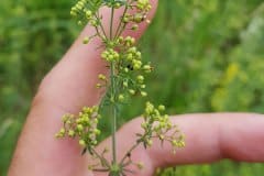 labkraut-echtes-fruechte-unreif