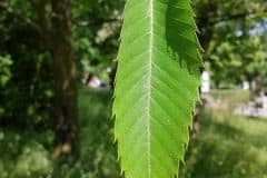 kastanie-edel-blatt-oberseite