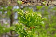 weissdorn-eingriffeliger-austrieb