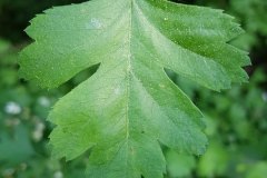 weissdorn-eingriffeliger-blatt-oberseite