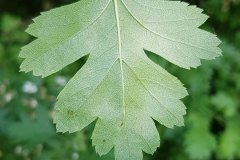 weissdorn-eingriffeliger-blatt-unterseite