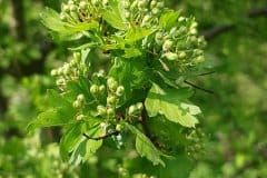 weissdorn-eingriffeliger-blueten-knospen