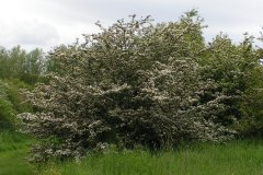 weissdorn-eingriffeliger-strauch