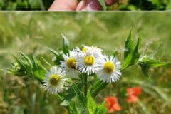 berufkaut-feinstrahl-bluetenstand-knospen