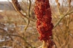 essigbaum-frucht-winter