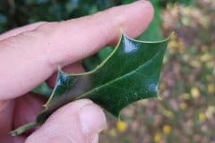 stechpalme-blatt-dornen