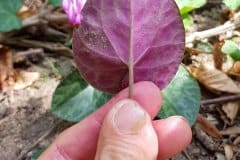 alpenveilchen-blatt-unterseite