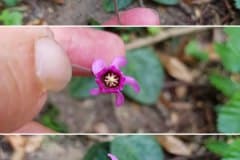 alpenveilchen-bluete-ansichten