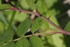 rose-feld-rose-blatt