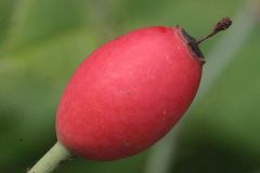 rose-feld-rose-frucht