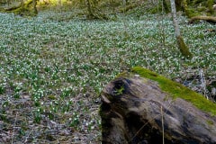 fruehlingsknotenblume-bestand