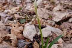 fruehlingsknotenblume-bluetenknospe