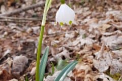 fruehlingsknotenblume-einzelexemplar