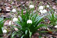 fruehlingsknotenblume-erscheinungsbild