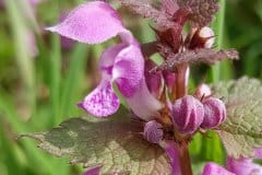 taubenessel-gefleckte-bleute-seite