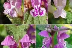 taubenessel-gefleckte-bleuten-flecken-varianten