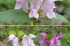 taubenessel-gefleckte-blueten-farben