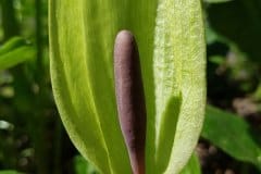 gefleckter-aronstab-bluete-keule