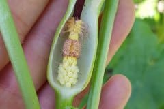 gefleckter-aronstab-bluete-teile-innen