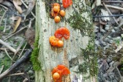 gefleckter-aronstab-fruechte-samen