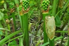 gefleckter-aronstab-fruechte-unreif