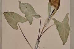 gefleckter-aronstab-herbarium