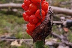 gefleckter-aronstab-reife-fruechte