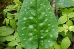 lungenkraut-geflecktes-blatt-gefleckt